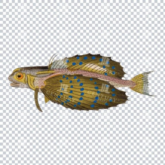Vintage Flying Gurnard Fish Color Artwork