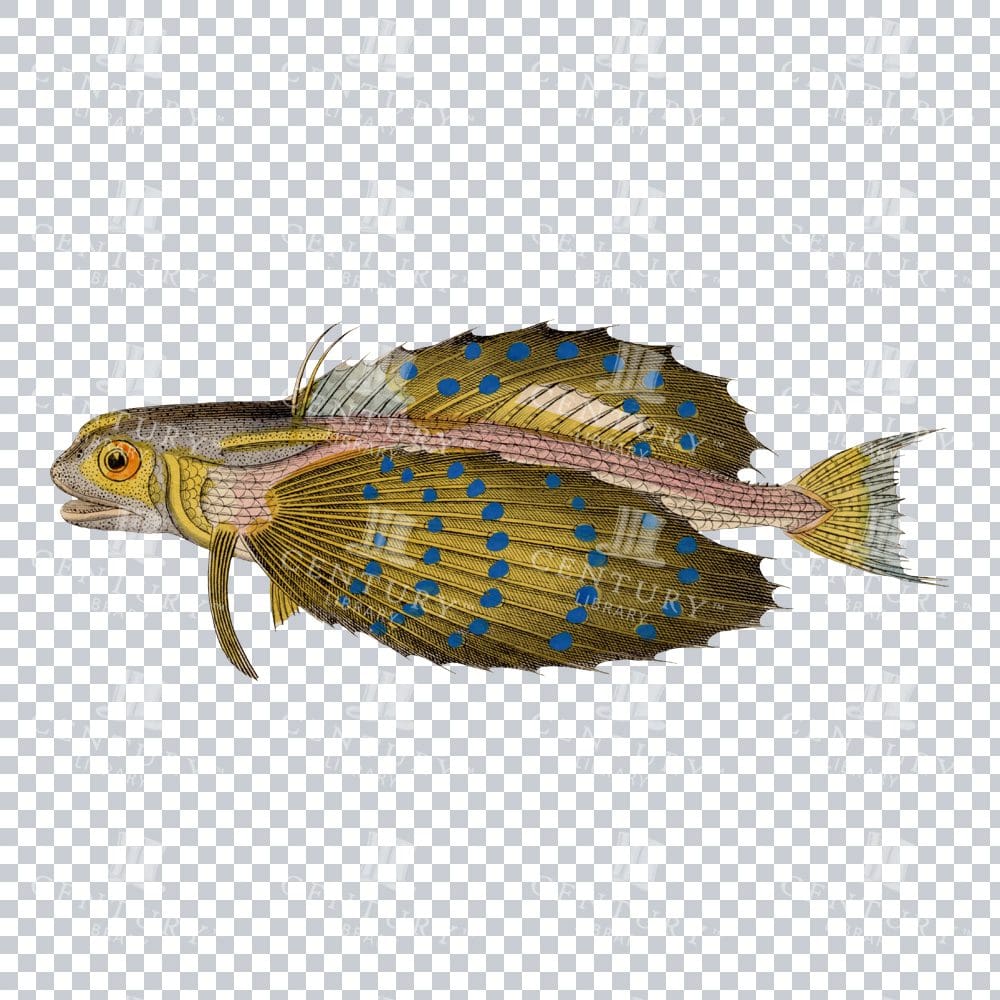 Vintage Flying Gurnard Fish Color Artwork