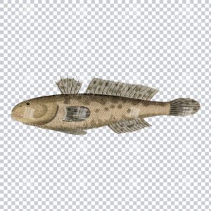 Antique PNG Illustration of a Gobius Fish