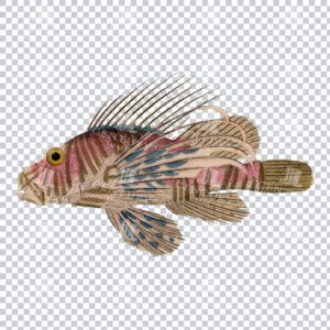 Timeless Colour Illustration of a Lionfish