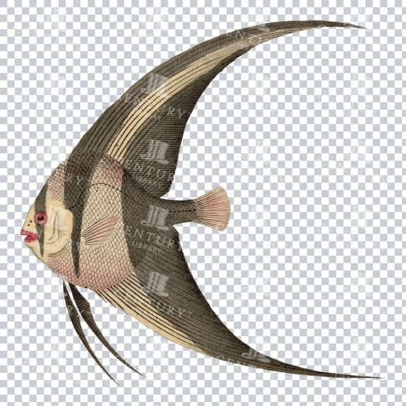 Retro PNG Art of a Longfin Batfish