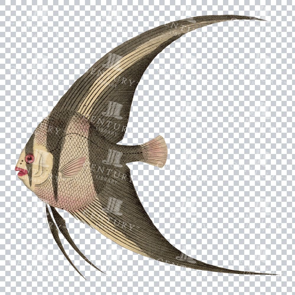 Retro PNG Art of a Longfin Batfish