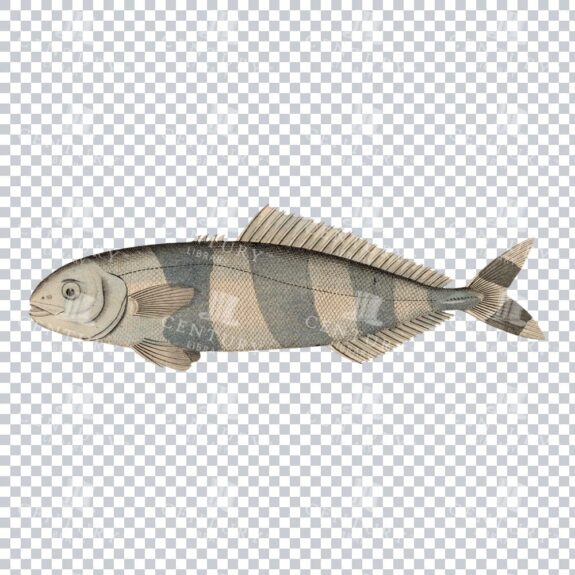 Vintage Lootsenfisch Illustration - Nostalgic Coastal Artwork