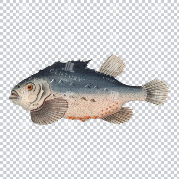 Retro Lumpfish Image - Classic Illustration of a Peculiar Fish