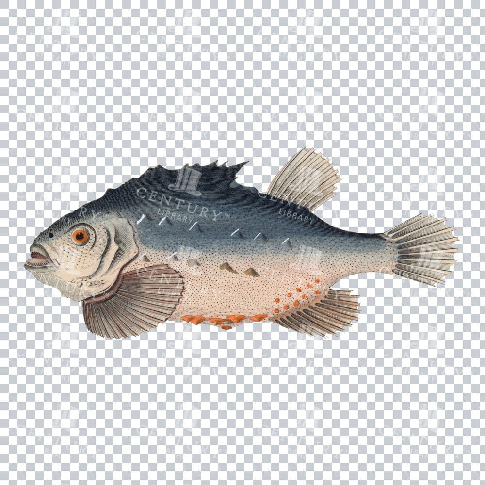 Retro Lumpfish Image - Classic Illustration of a Peculiar Fish
