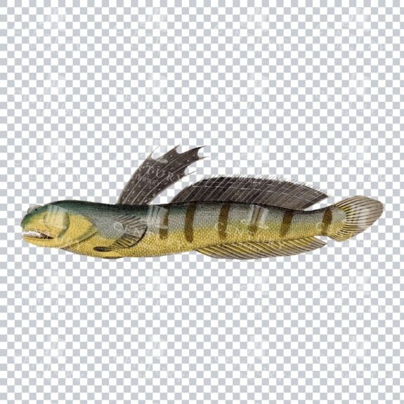 Vintage Mudskipper Fish Design - Illustration of a Fish