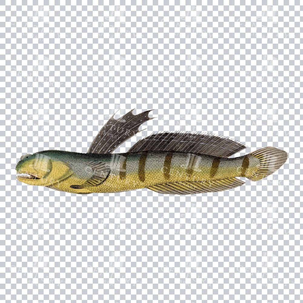 Vintage Mudskipper Fish Design - Illustration of a Fish