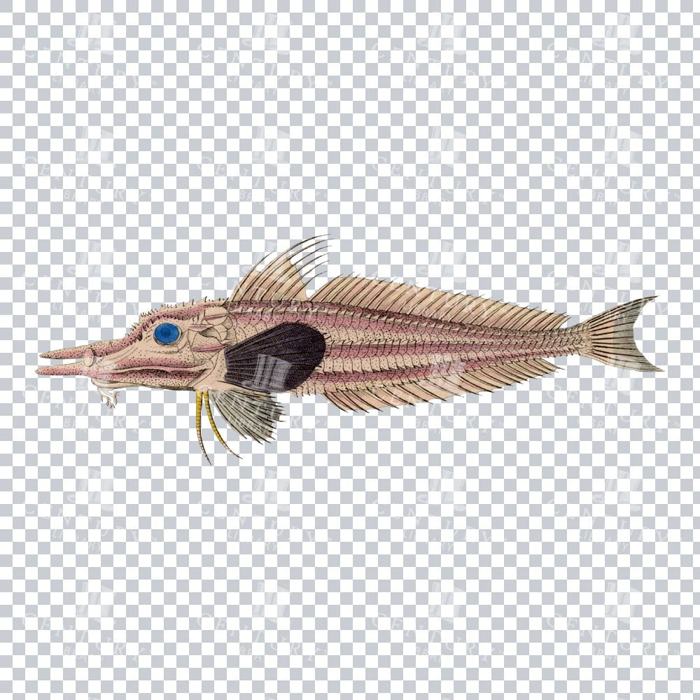 Retro Peristedion Fish Image - Illustration of a Spiny Fish
