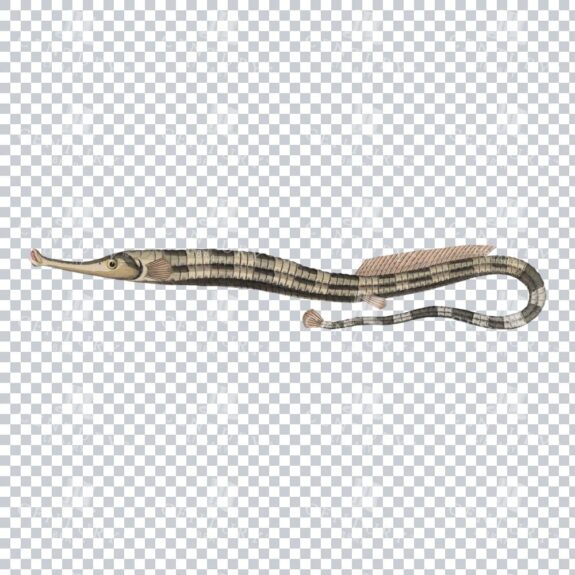 Old-fashioned Pipefish Graphic - Vintage Seashore Fish Illustration