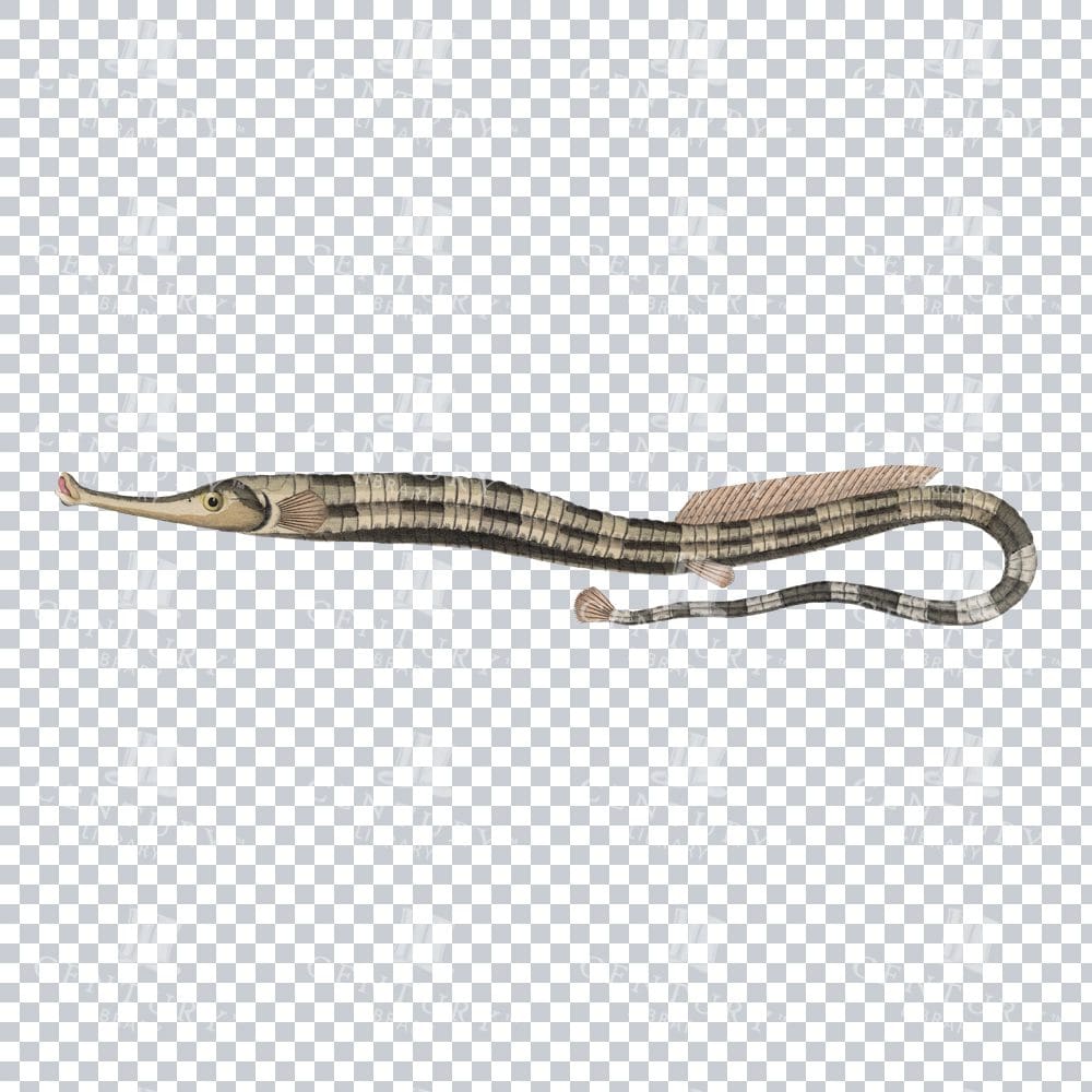 Old-fashioned Pipefish Graphic - Vintage Seashore Fish Illustration