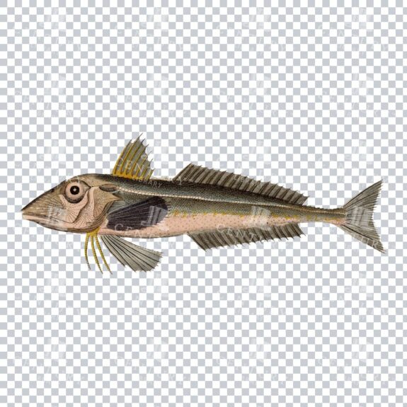 Old-fashioned Piper Gurnard Fish PNG