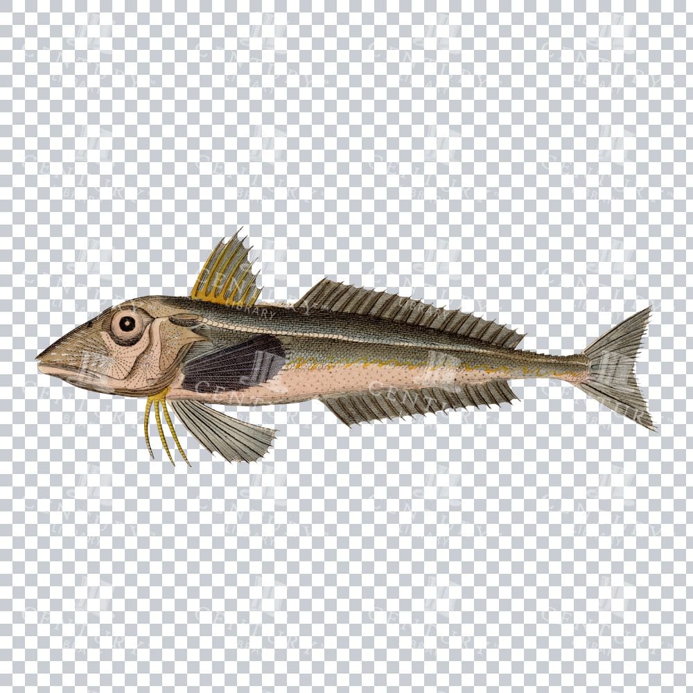 Old-fashioned Piper Gurnard Fish PNG