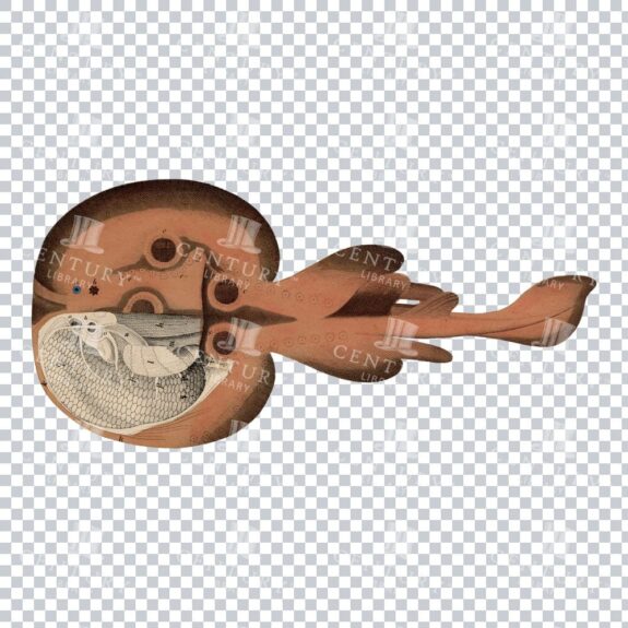 Vintage Raja Fish Design: Iconic Illustration of a Unique Fish