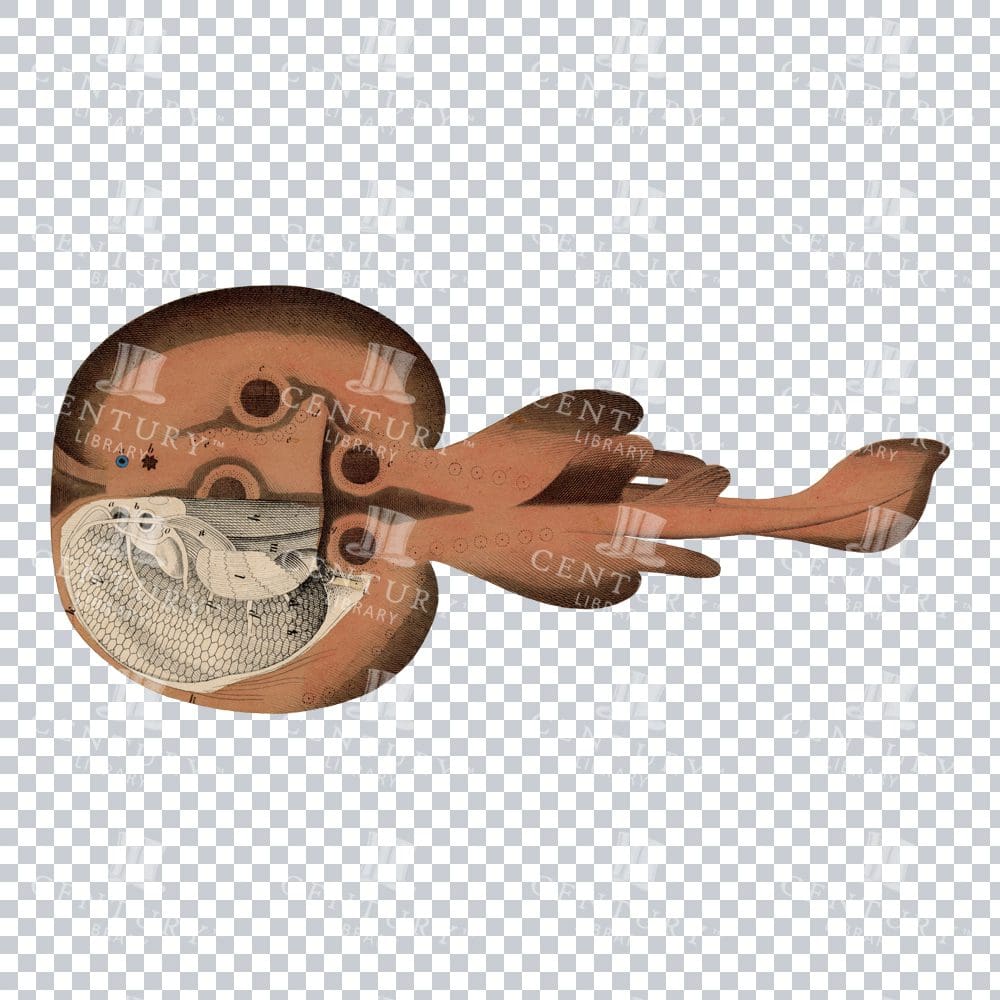 Vintage Raja Fish Design: Iconic Illustration of a Unique Fish