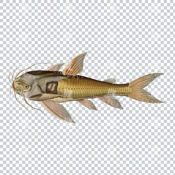 Vintage Raphael Catfish Illustration: Nostalgic Freshwater Artwork