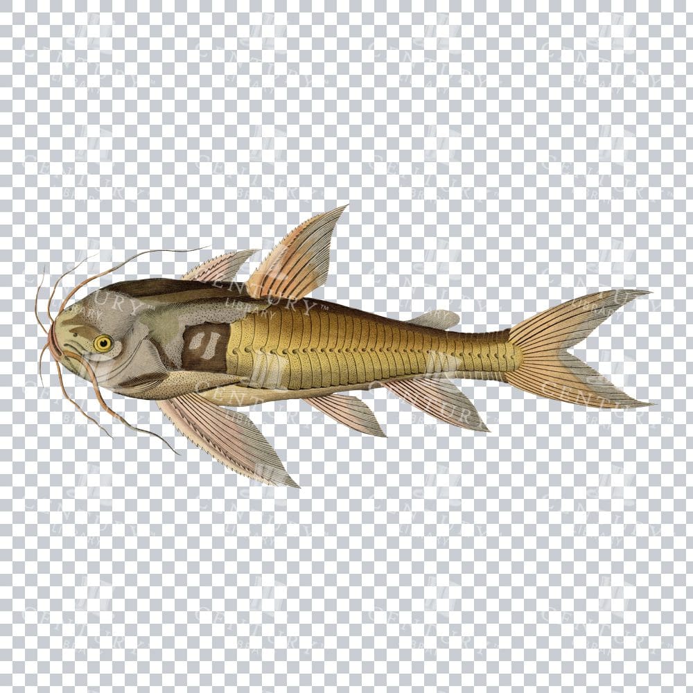 Vintage Raphael Catfish Illustration: Nostalgic Freshwater Artwork