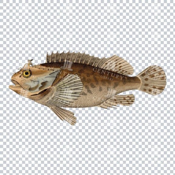Vintage Red Scorpionfish Colour PNG