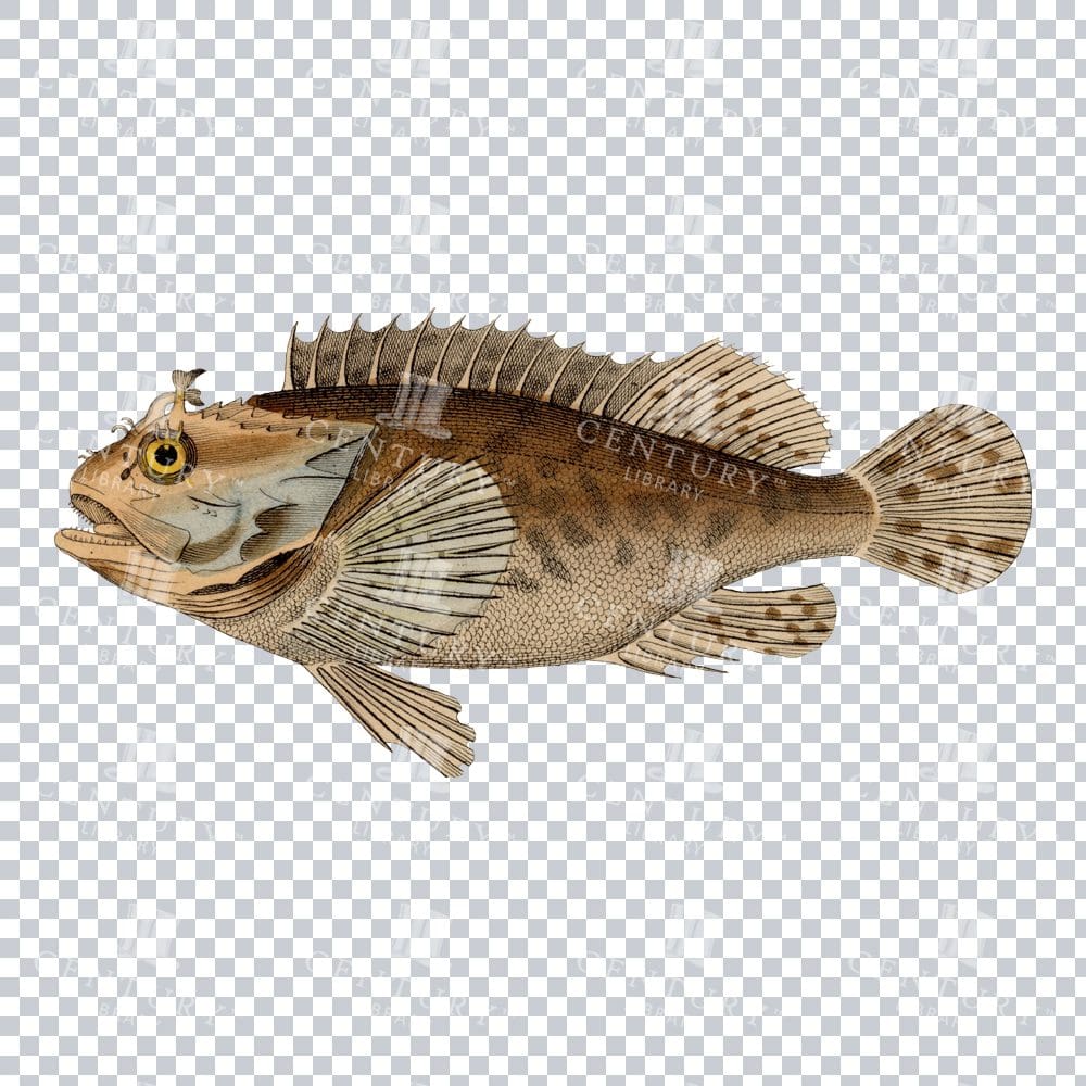 Vintage Red Scorpionfish Colour PNG