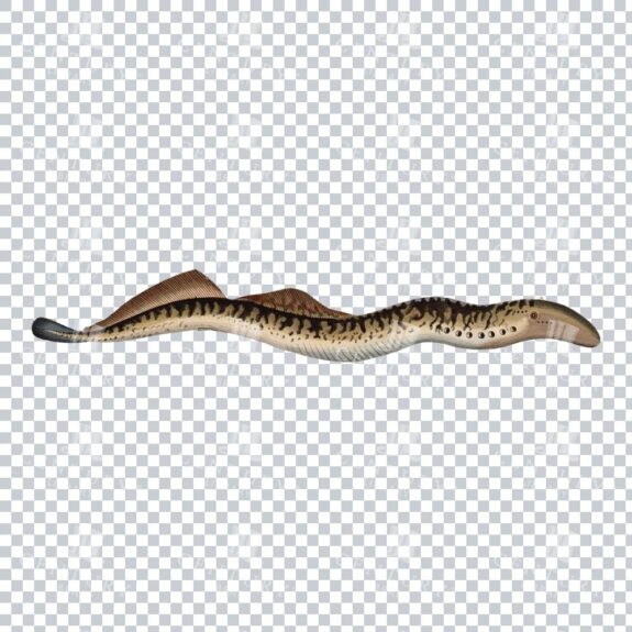 Retro Sea Lamprey Image: Classic Illustration of a Jawless Fish