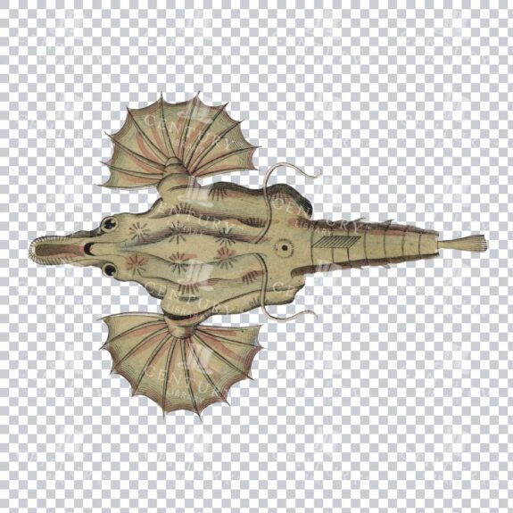 Vintage Color Illustration of a Seamoth Fish