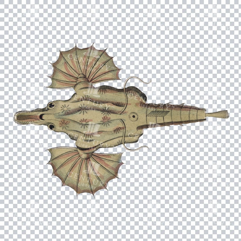 Vintage Color Illustration of a Seamoth Fish