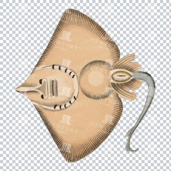 Old-fashioned Sharp Snout Stingray Graphic
