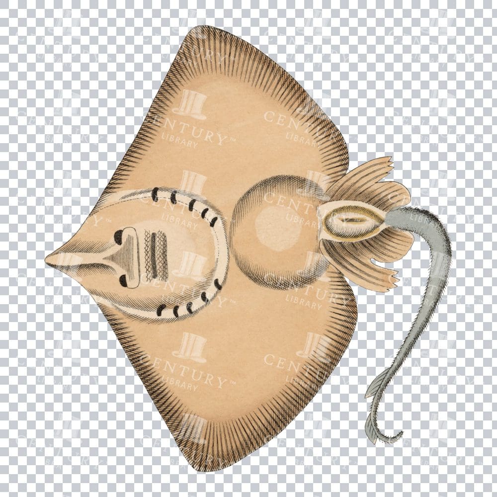 Old-fashioned Sharp Snout Stingray Graphic