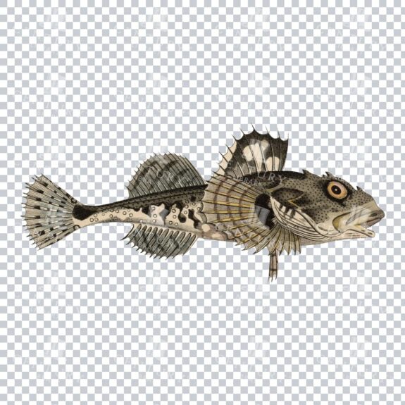 Retro Shorthorn Sculpin Image: Classic Illustration of a Bottom Dweller