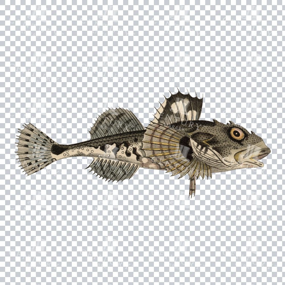 Retro Shorthorn Sculpin Image: Classic Illustration of a Bottom Dweller