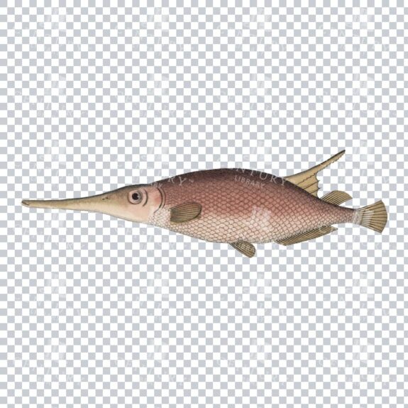 Antique Snipefish Image: Classic Illustration of a Long, Thin Fish
