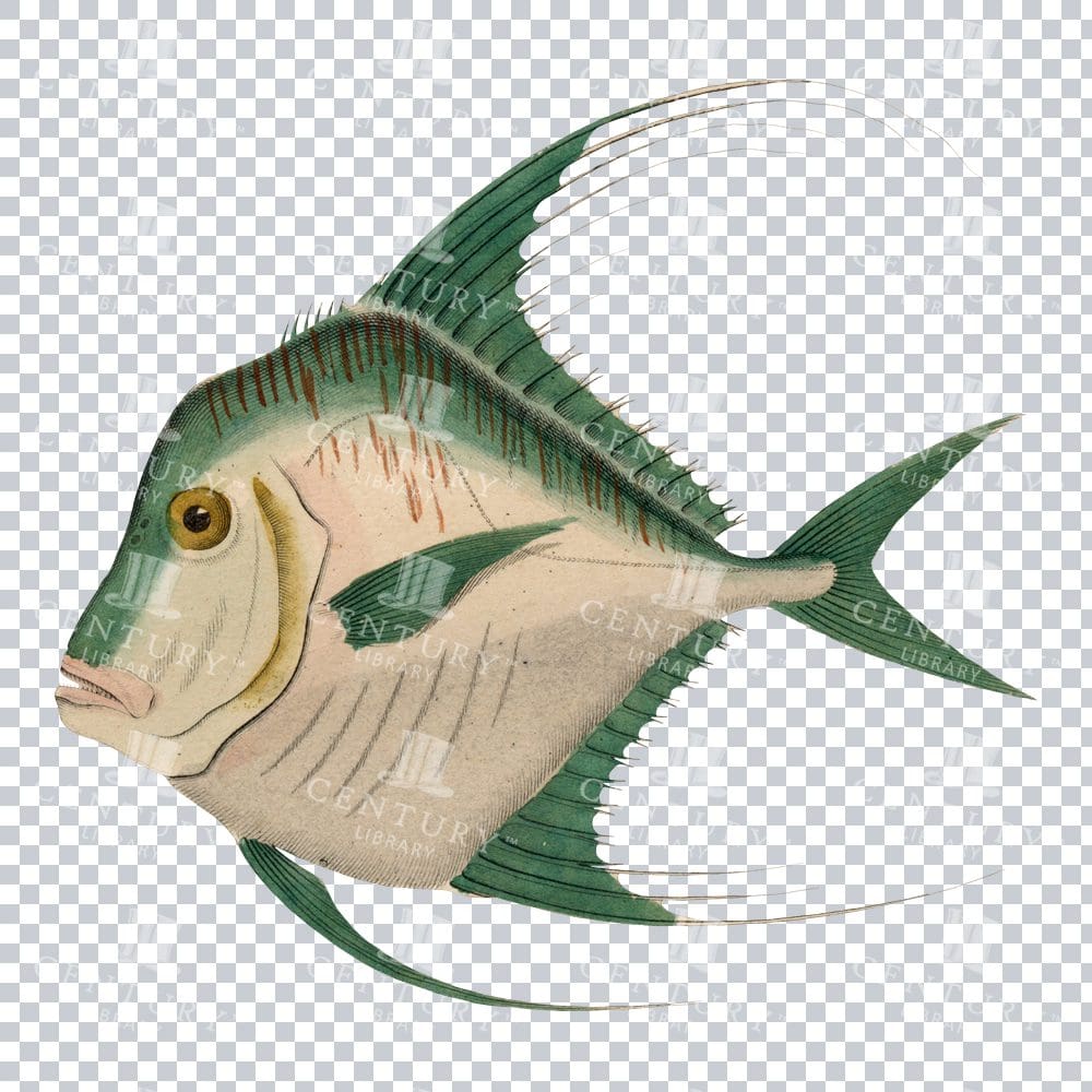 Antique Spiegelfisch Drawing: Timeless Aquatic Artwork