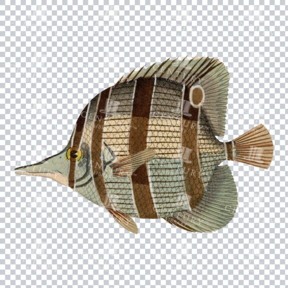 Old-fashioned Spritzfisch Graphic: Vintage Seashore Fish Illustration