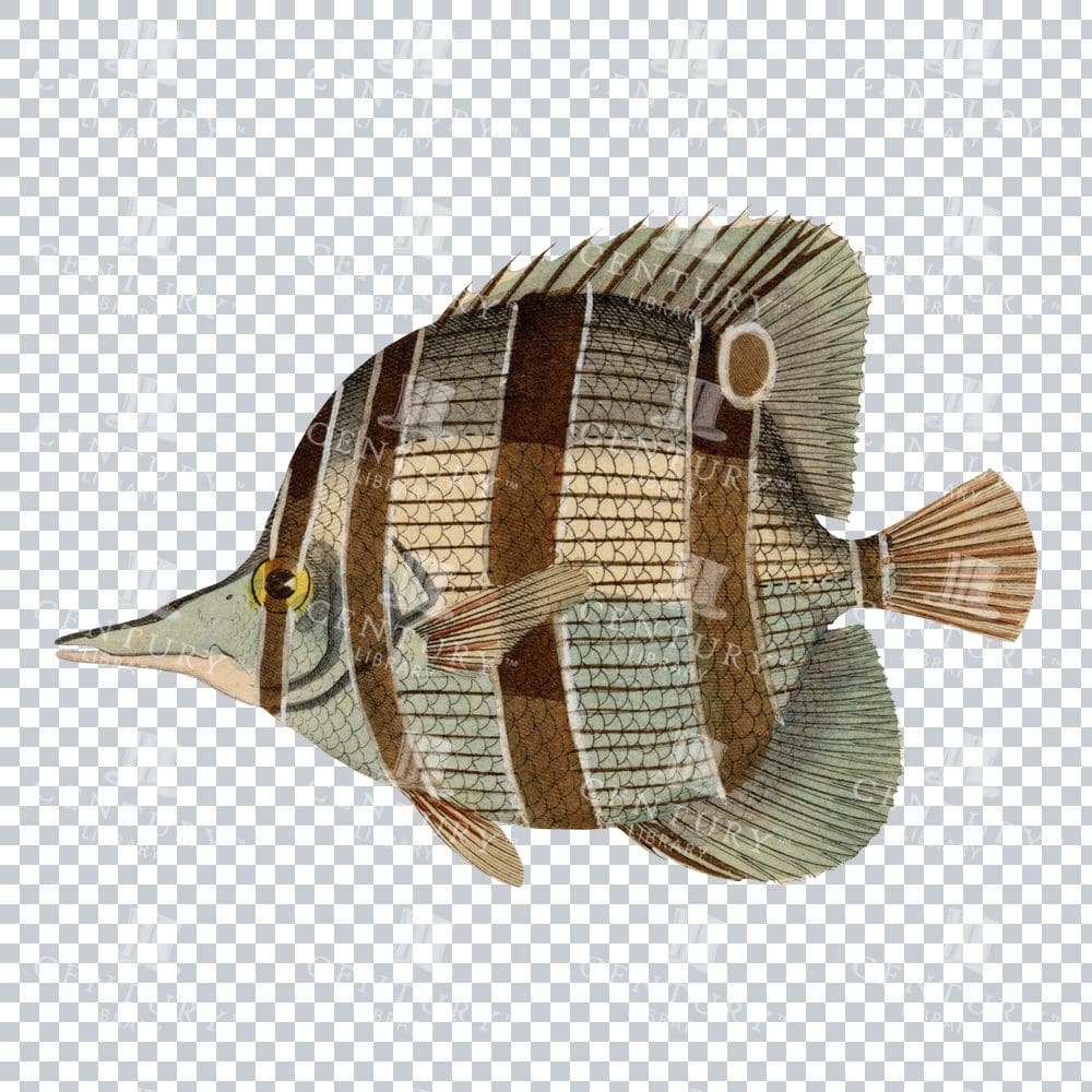 Old-fashioned Spritzfisch Graphic: Vintage Seashore Fish Illustration