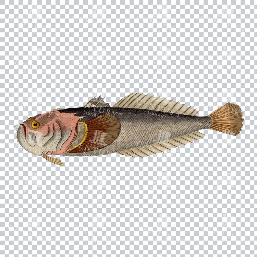 Vintage Stargazer Fish Illustration - Nostalgic Reef Artwork