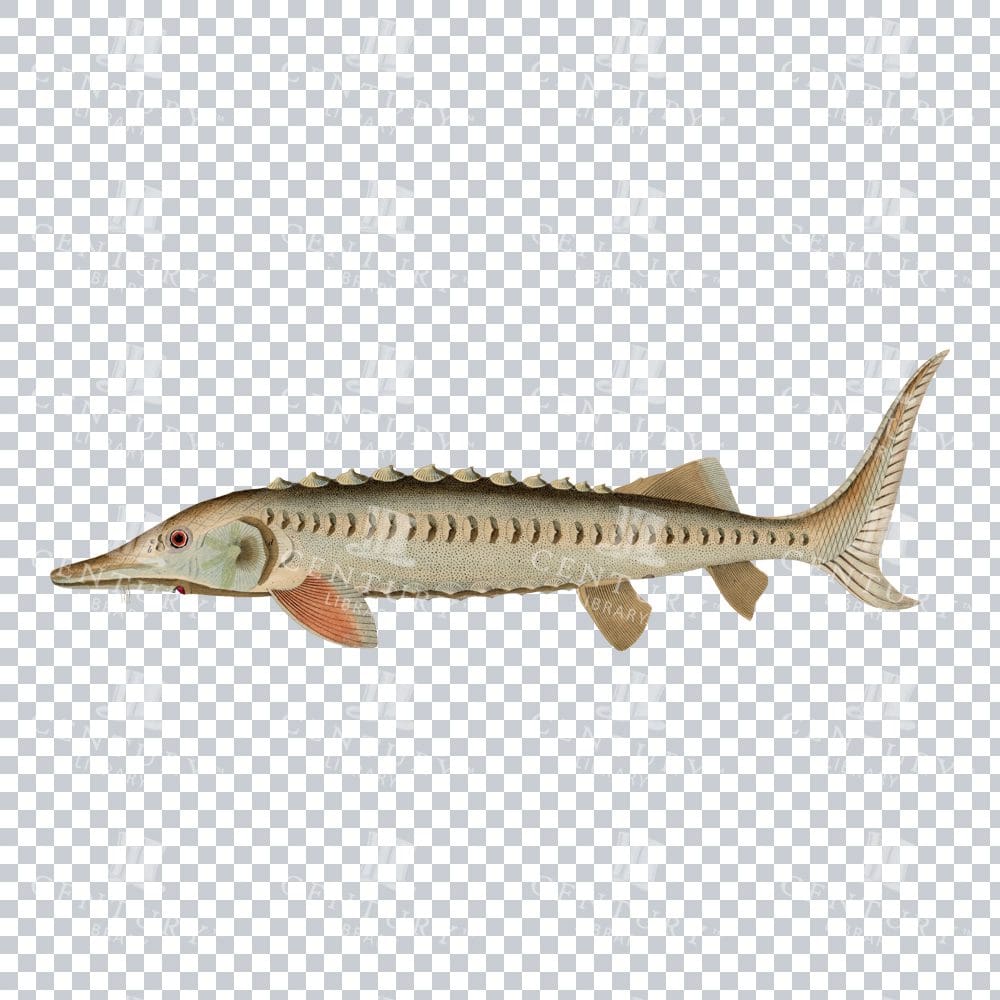 Vintage Sterlet Fish Design - Illustration of a Majestic Fish