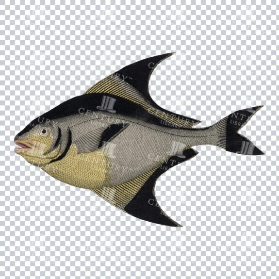 Retro Stromateus PNG - Classic Illustration of a Fish Species