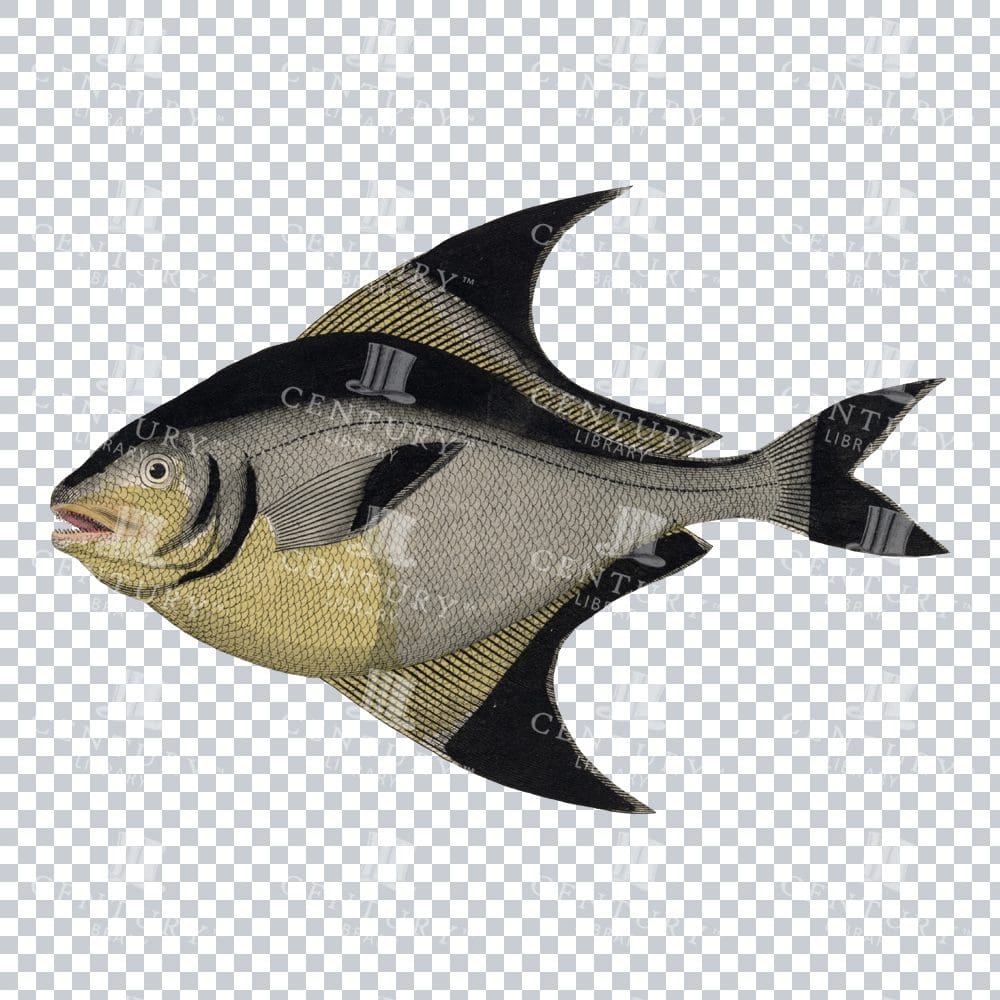 Retro Stromateus PNG - Classic Illustration of a Fish Species