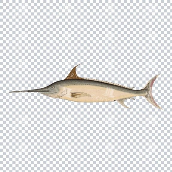 Old-fashioned Swordfish PNG Graphic
