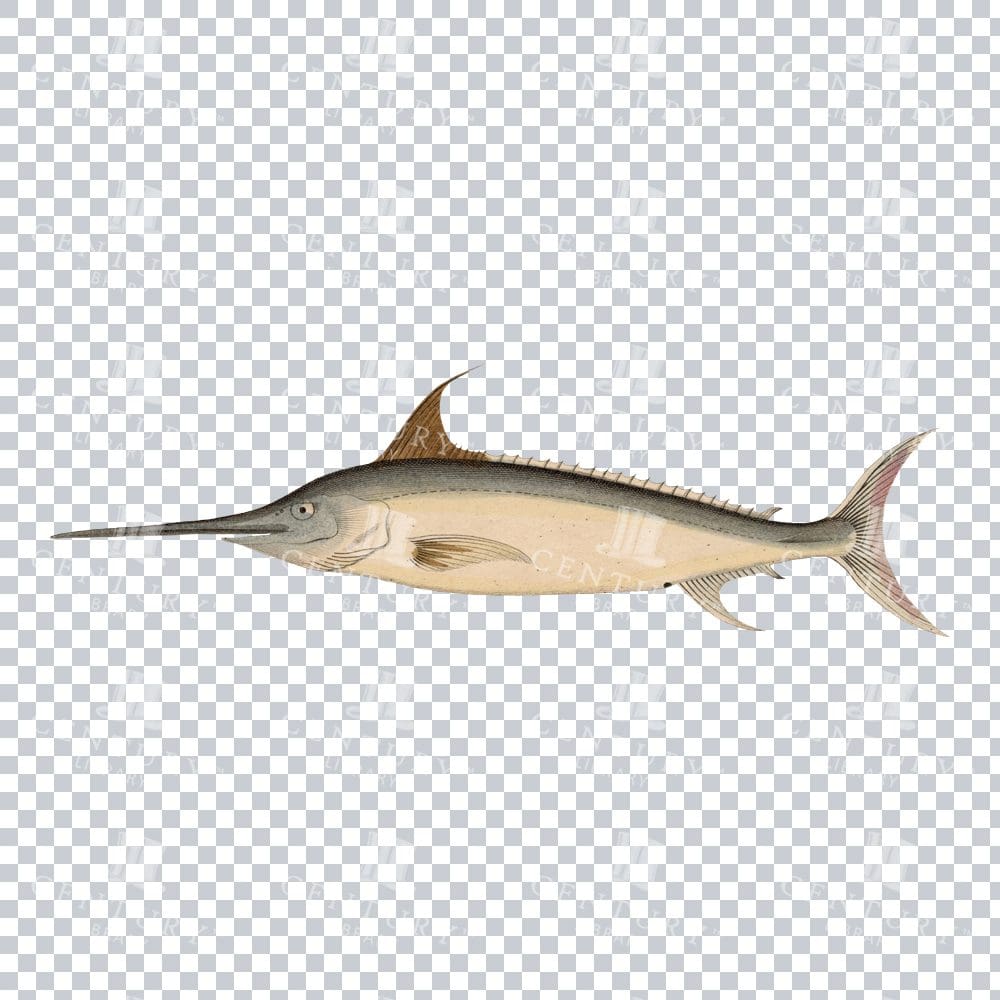 Old-fashioned Swordfish PNG Graphic