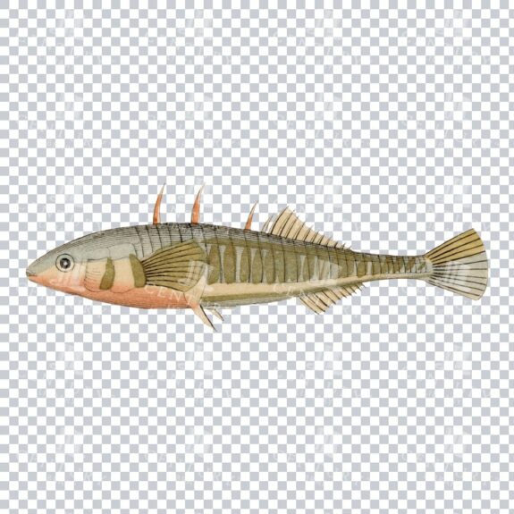 Vintage Threespine Stickleback Illustration - Nostalgic Freshwater Artwork
