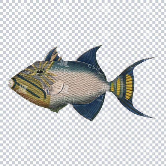 Old-fashioned Titan Triggerfish Graphic - Vintage Tropical Fish Illustration