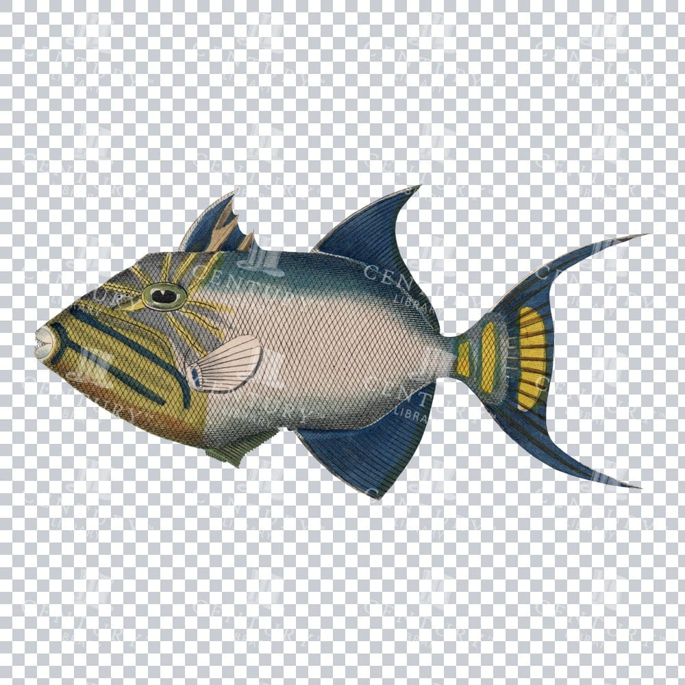 Old-fashioned Titan Triggerfish Graphic - Vintage Tropical Fish Illustration