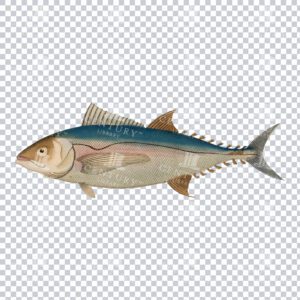 Antique Colored Tuna Fish PNG Illustration
