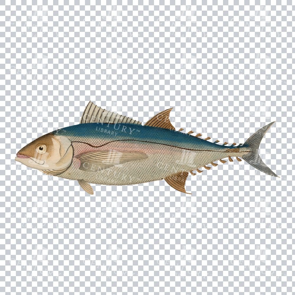 Antique Colored Tuna Fish PNG Illustration