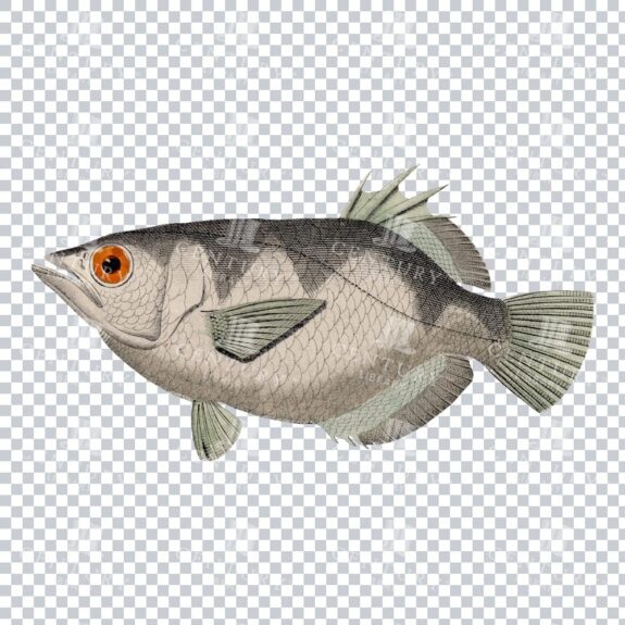 Vintage Banded Artcherfish PNG Illustration