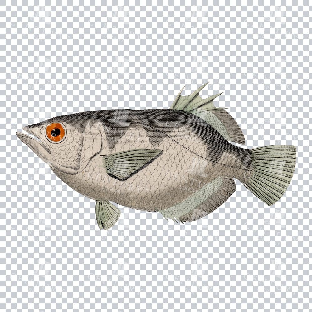 Vintage Banded Artcherfish PNG Illustration