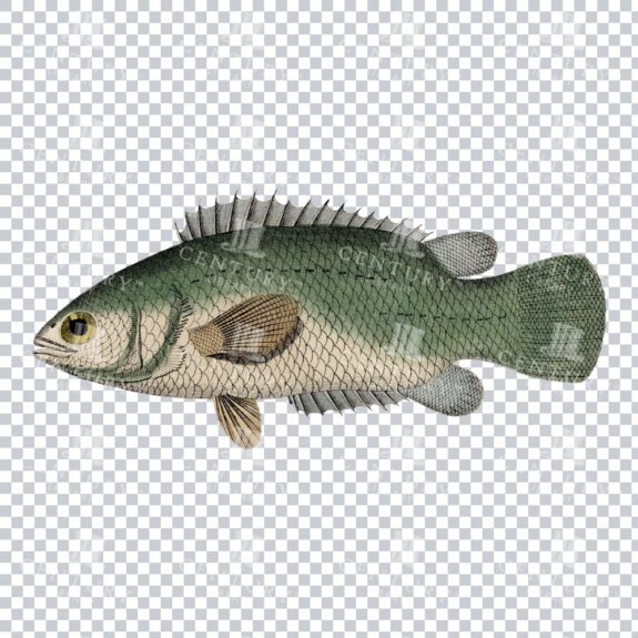 Old-Fashioned Climbing Perch Fish PNG Graphic