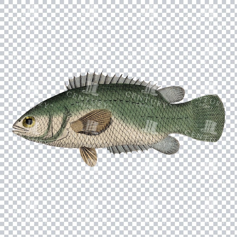 Old-Fashioned Climbing Perch Fish PNG Graphic
