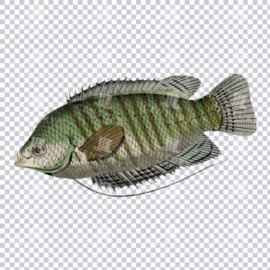 Antique PNG Illustrationg of a Colisa Fish