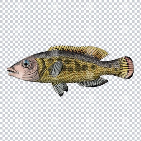 Vintage Colour Illustration of a Cucoo Wrasse Fish